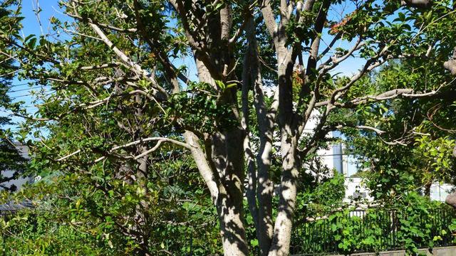 画像: どんな雑木からでも作れる