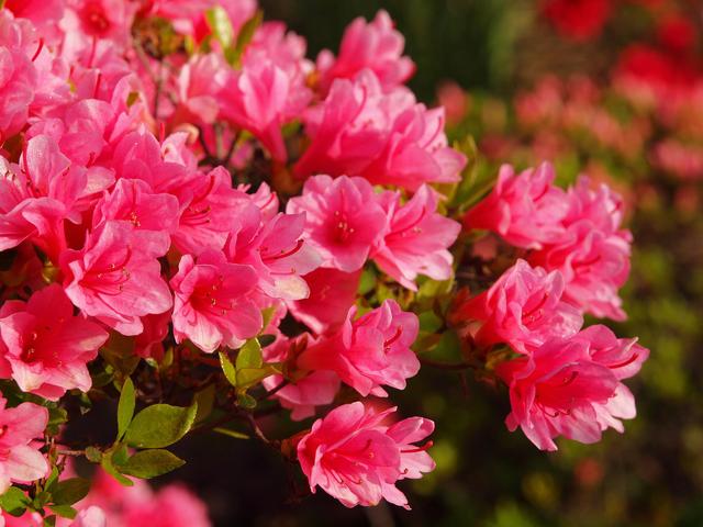 画像: 関東から日帰りできる山で、花を見よう!