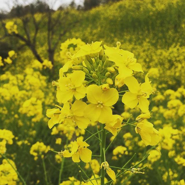 画像1: 古民家の周辺はお散歩にも最適!菜の花も満開に