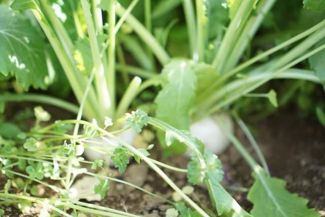 画像: カブの方がニンジンよりも簡単に収穫できます。