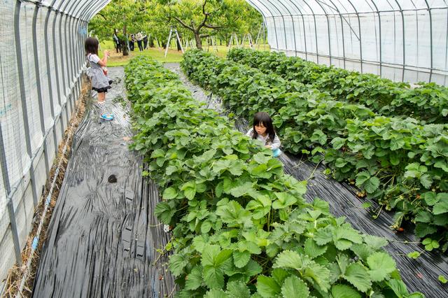 画像: 茨城県の本気! 8年間の傑作・いばらキッス