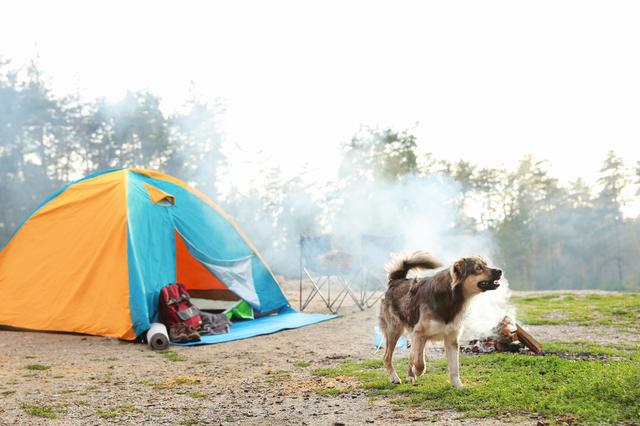 画像: 犬が遠吠えしたらすぐにやめさせる