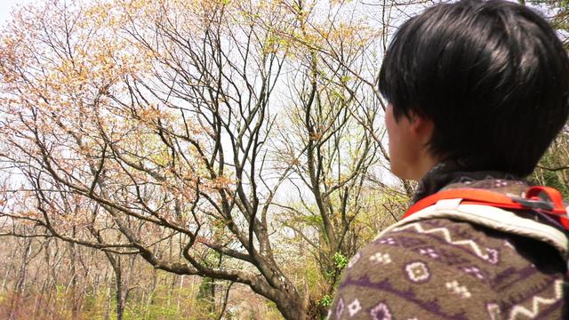 画像: 頼朝さくら、ひっそりと道脇にあるので見逃さないように! 『頂上めし』#1放送場面より