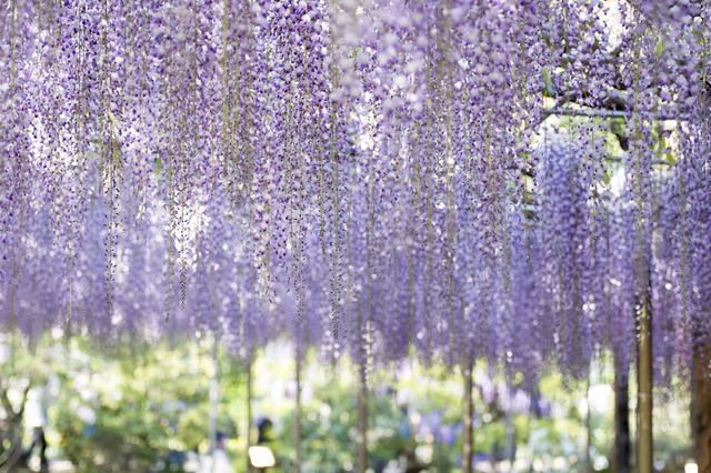 画像: 栃木県なら家族の好みに合わせてキャンプ場を選べる! 魅力的な観光スポットが多いのも魅力的!