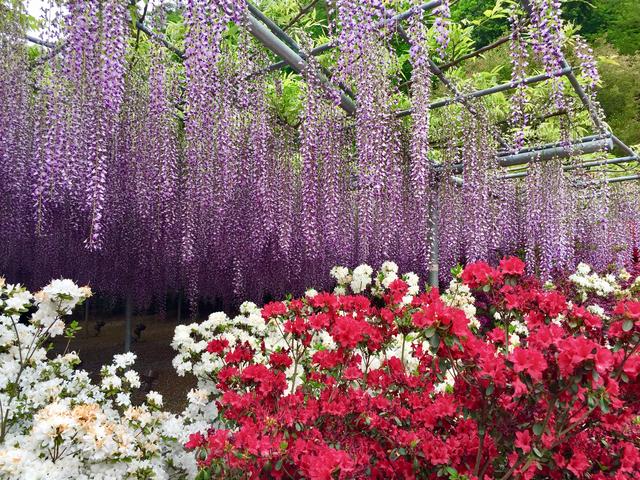 画像: あわせて行きたい! 四季折々の花が楽しめる「あしかがフラワーパーク」