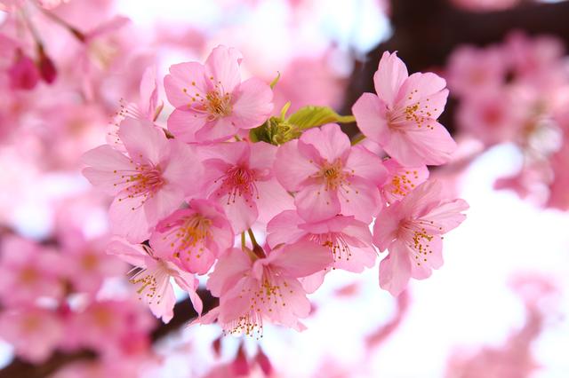 画像: 川沿いの桜並木の下に駐車してお花見キャンプ。大滝や魚釣り、近隣には源泉かけ流し温泉も! 3.青野原オートキャンプ場(神奈川県)