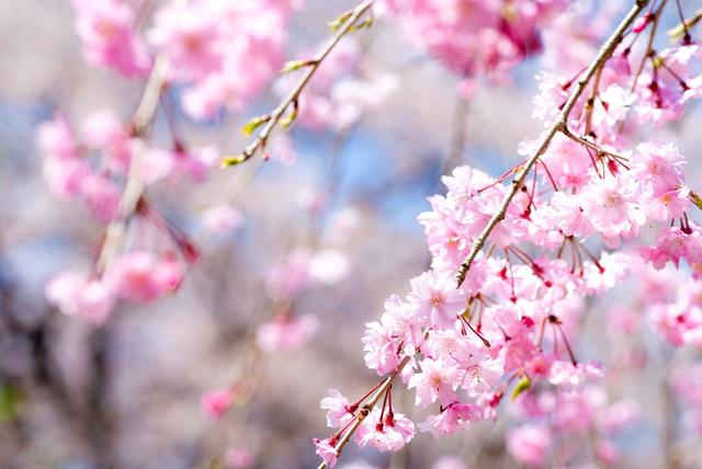 画像: 春のお花見キャンプはファミリーで、周辺施設も含め満喫しよう