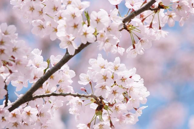 画像: ソメイヨシノなど様々な種類の桜が1000本! さらに温泉施設も敷地内。他にもアクティビティ多数。 1. マキノ高原キャンプ場(滋賀県)