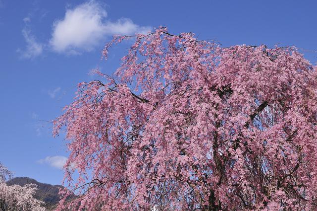 画像: 春にはしだれ桜! 釣りとキャンプ三昧。近隣の海津大崎は日本のさくら名所100選の一つ 2.リバーランズ角川(滋賀県)