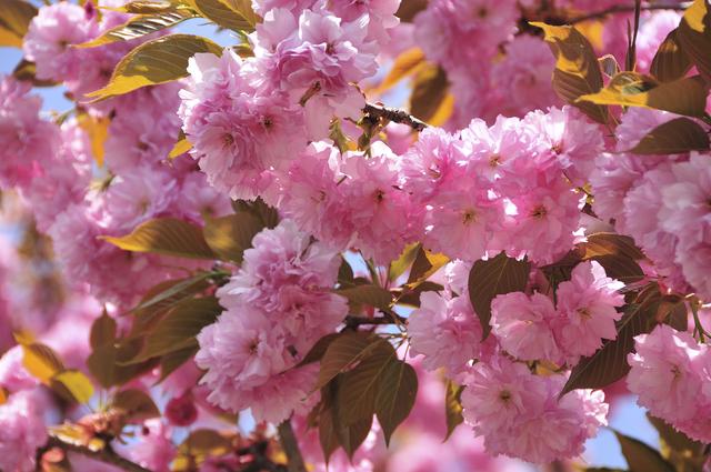 画像: 電源サイトでお花見キャンプ! 併設する牧場では1日中楽しめるアクティビティがいっぱい。 4. 成田ゆめ牧場ファミリーオートキャンプ場(千葉県)