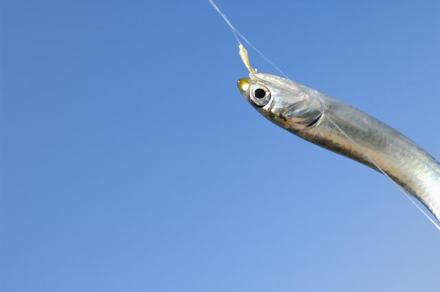 画像: 手軽に釣果が得られる「サビキ釣り」が海釣り初心者におすすめ