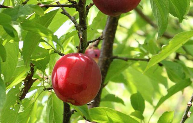 画像: jozankei-farm.com