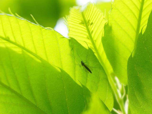 画像: アース製薬がおすすめ! キャンプでは屋外用・ペット用蚊取り線香を上手に使って虫除けしよう