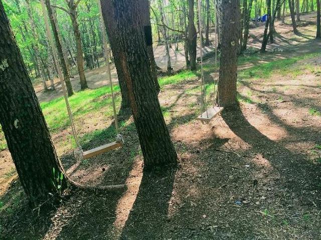 画像3: 筆者撮影(林間サイトにて)