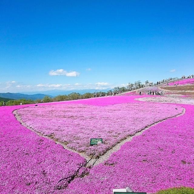 画像: snapmart.jp 茶臼山芝桜イメージ