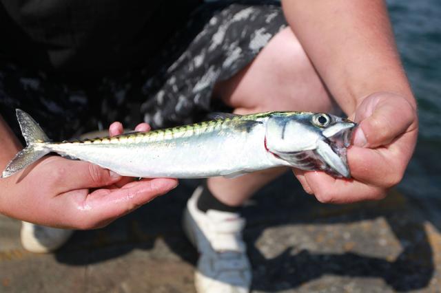 画像: エサや魚の臭いが身体全体に染みつく