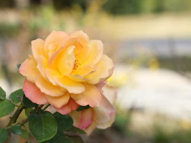 画像: 世界中の名だたる品種のバラをほぼ網羅しているという花フェスタ記念公園