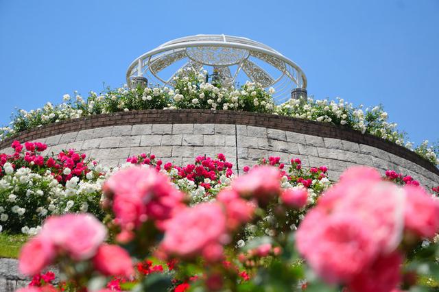 画像: 日本最大級!8ヘクタールの広大な敷地に約1500種3万5000株のバラが植えられた「かのやばら園」