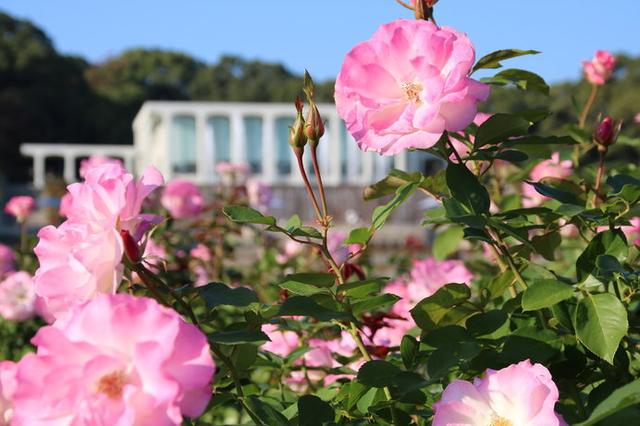 画像: 奥に見えるレストラン「GARDEN PARTAGE 須磨離宮」からは噴水庭園が一望できる