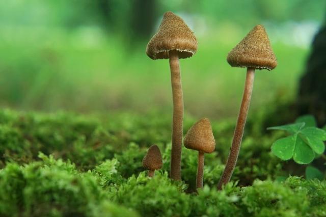 画像: きのこは解明されていない点も多い