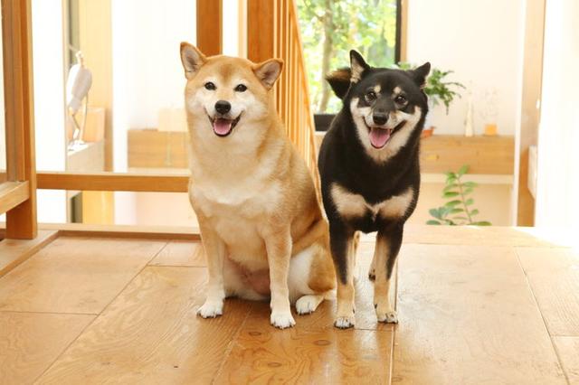 画像: 暑さが厳しい時期は、室内に入れてあげましょう!