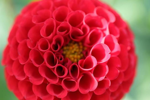 画像: 花径5~7cmの真っ赤な花がポンポン咲く「アリス」も人気の品種