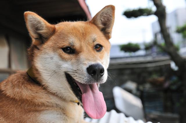 画像: 室外犬たちにとって、夏の暑さは厳しいものです