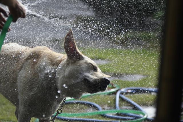 画像: 水浴び気持ちいいな~♪