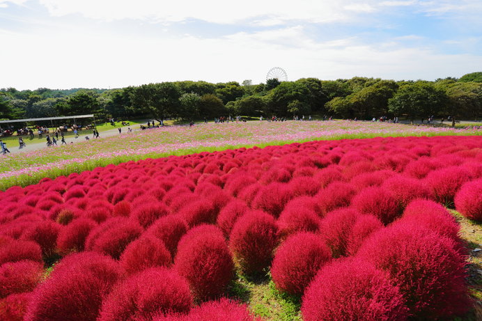 画像: 「みはらしの丘」を鮮やかな緑色に彩っていたコキアは、9月下旬から徐々に赤く変化する