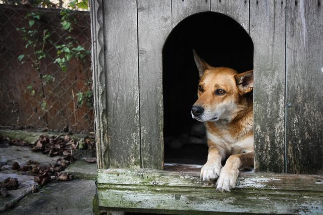 画像: 犬小屋に日陰をつくってあげましょう!