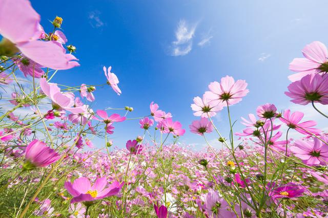 画像: 秋空の下、イキイキと咲き誇る秋の花を観に行きましょう!