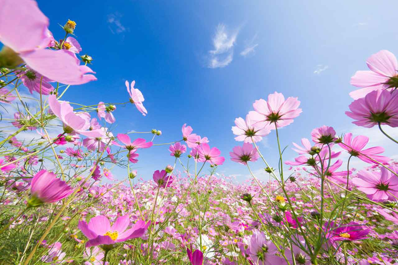画像: 秋空の下、イキイキと咲き誇る秋の花を観に行きましょう!
