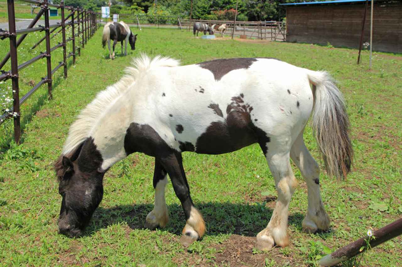 画像: 牛だけでなく、ポニーにも注目(画像はイメージ)