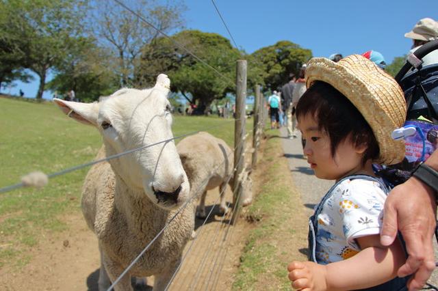 画像: 人懐っこさ全開の羊(画像はイメージ)