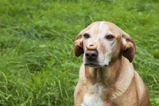画像: 愛犬のしつけにおやつは効果的です