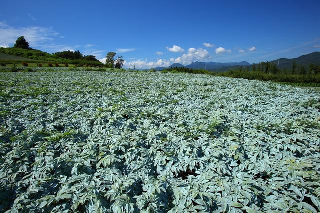 画像: 日本の伝統食材「こんにゃく」は群馬の特産品