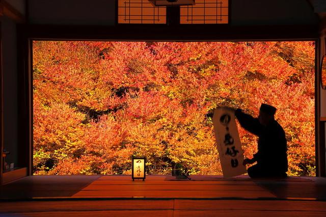 画像: 燃えるような緋色のドウダンツツジは、まるで額縁に入った絵画のよう!
