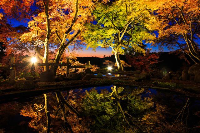 画像: その年の色づきに応じて期間限定で公開される「三十路苑」は、夜間のライトアップも必見!