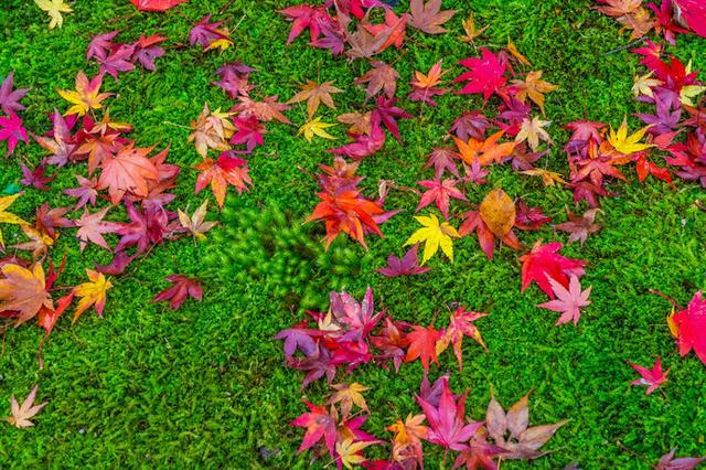 画像: 芝や常緑樹と紅葉のコントラストも美しいですよね!
