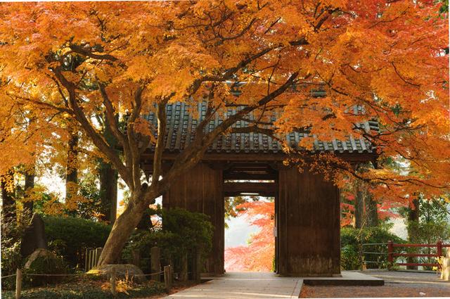 画像: 大興善寺の山門「仁王門」は、前後に豊かな紅葉が広がり、フォトスポットとしても人気