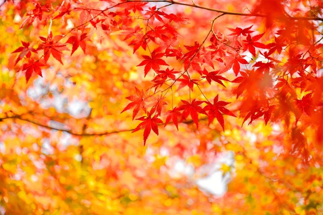画像: 紅葉といえば、モミジです!