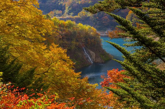 画像: 湖畔の高台から望むと、鮮やかな紅葉と四万ブルーのコントラストが見事