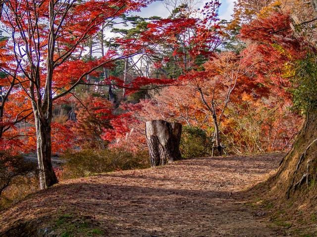 画像: 遊歩道を歩きながらゆっくり散策してみては!