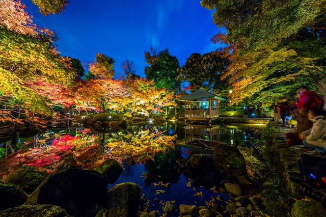 画像: 夜の大田黒公園(杉並区)