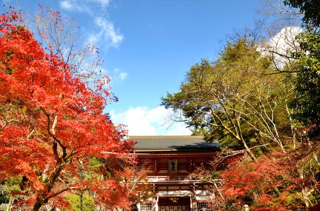 画像: 秋の「鞍馬寺」