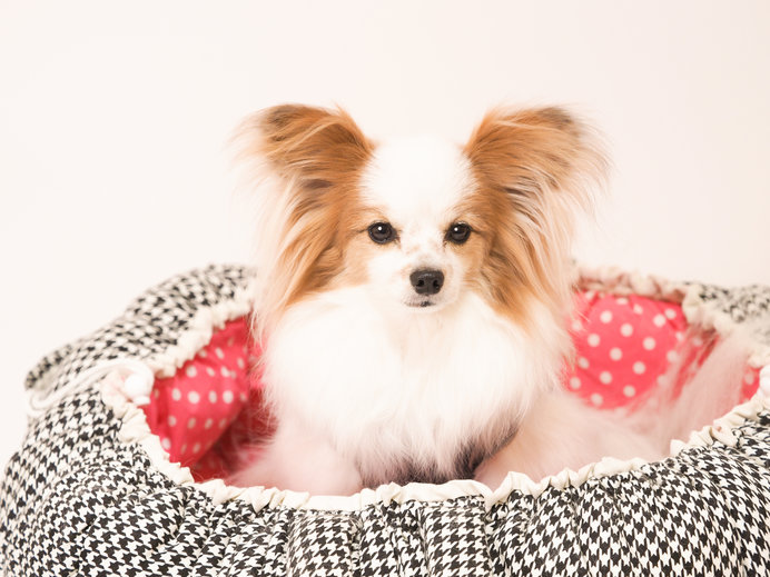 画像: ※お住まいの地域にや犬種、年齢や健康状態によって調節してください