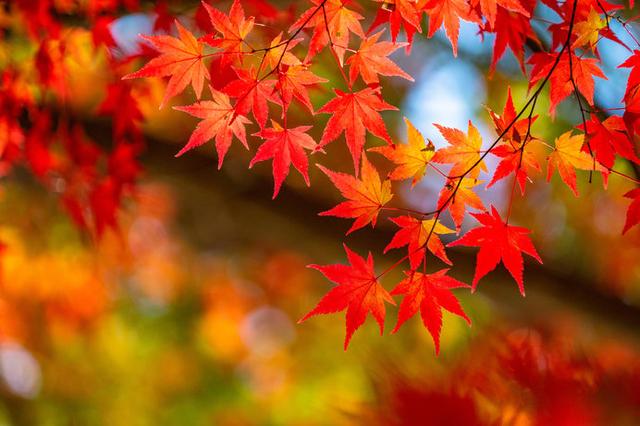 画像: 日本の秋を感じる美しい紅葉スポットをご紹介します!