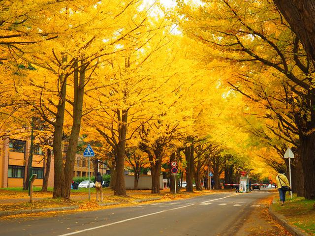 画像: イチョウが色づく様子を大学のホームページで観察できる