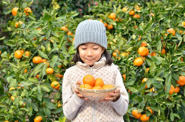 画像: 今が旬。実りの秋は島根・山口・徳島で果物狩りを!