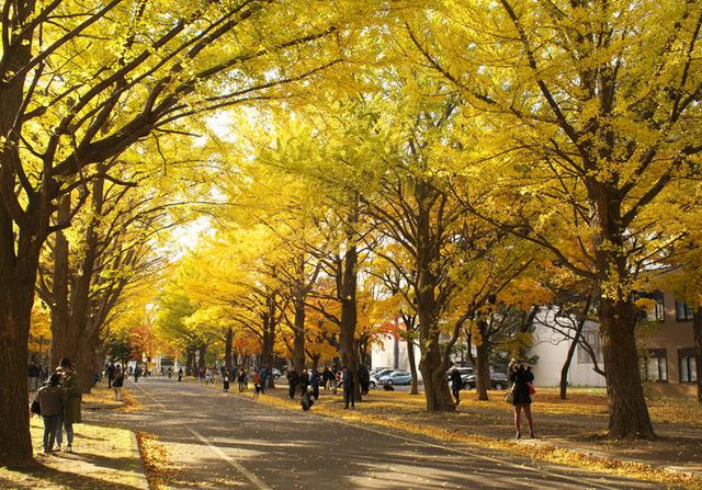 画像1: 国立大学なのに観光名所!?北大のイチョウ並木が金色に輝く!!
